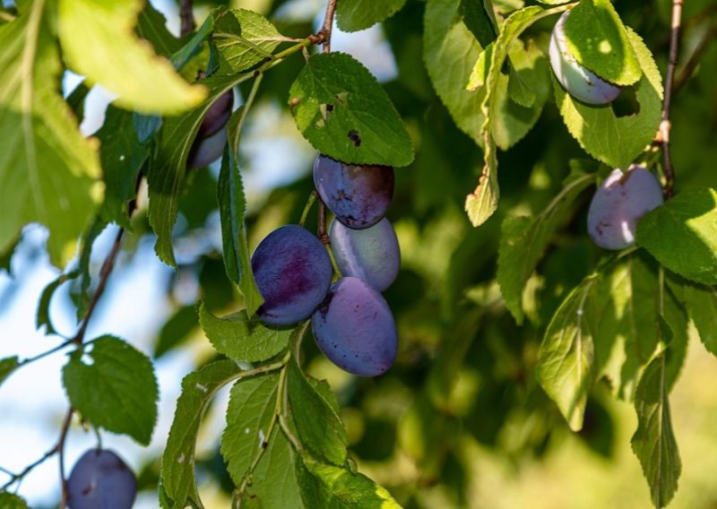 Dobbletblomme-eller-Sveskeblommen-fra-Blans-Billede-1 (1)