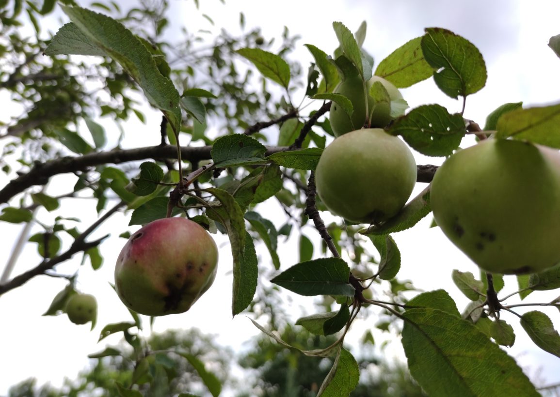 apple trees